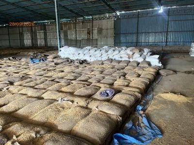 DAMAGED PADDY OF APPROX 2,72,125 KGS